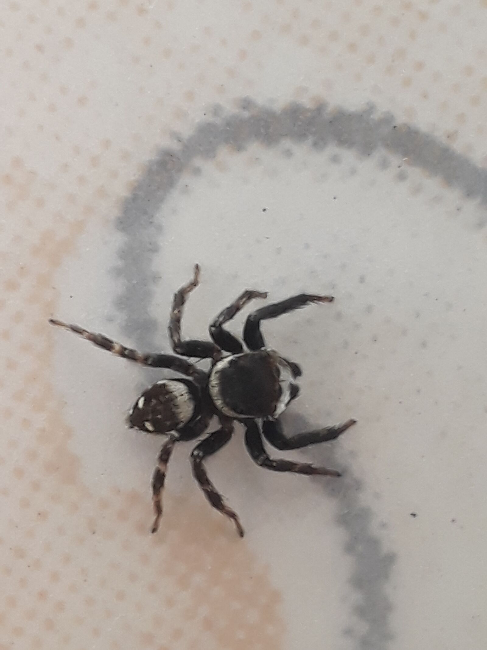 Samsung Galaxy J5 Prime sample photo. Spider, insect, arachnid photography