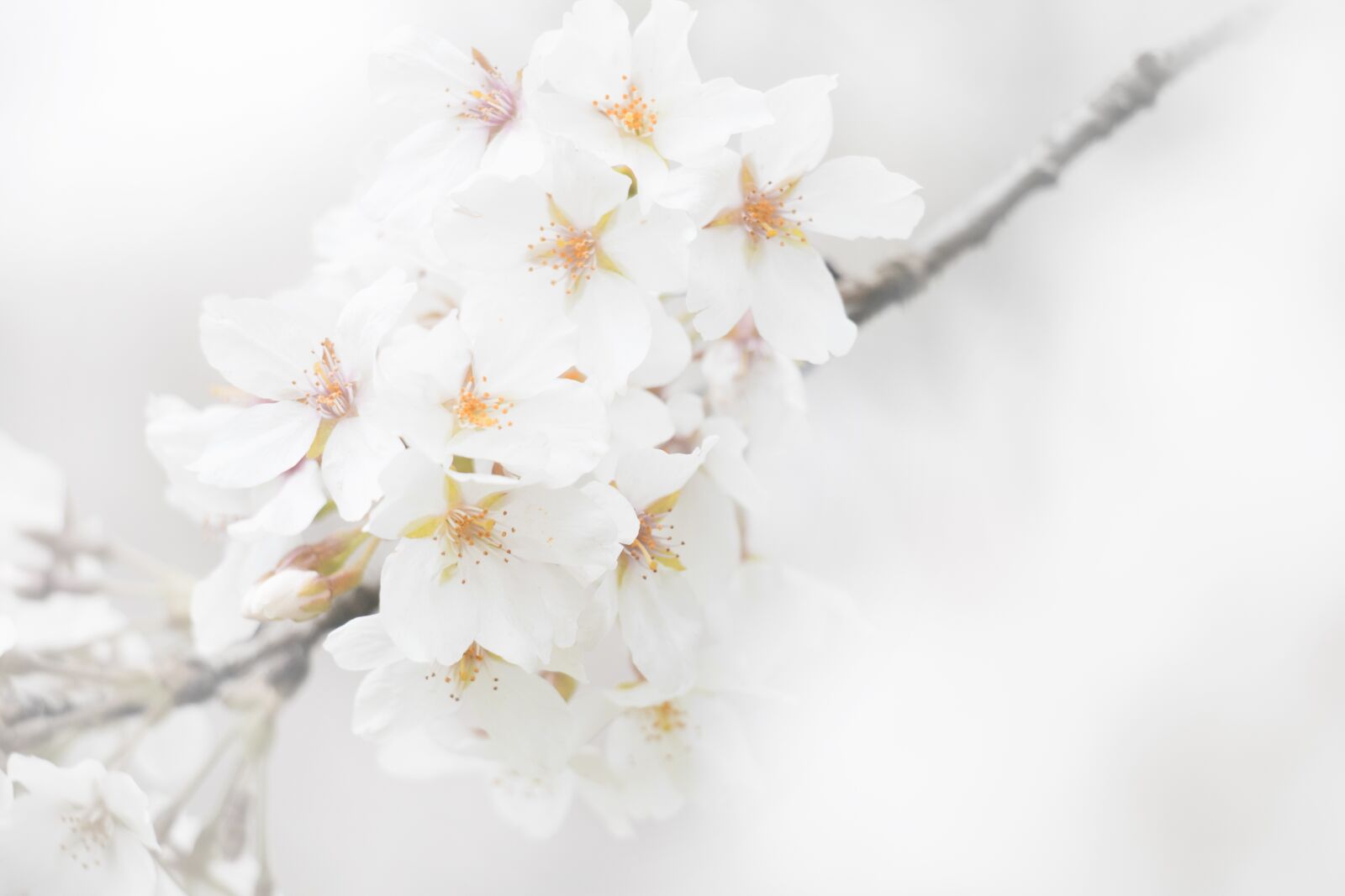 Canon EOS 7D Mark II sample photo. Flowers, flower, white photography