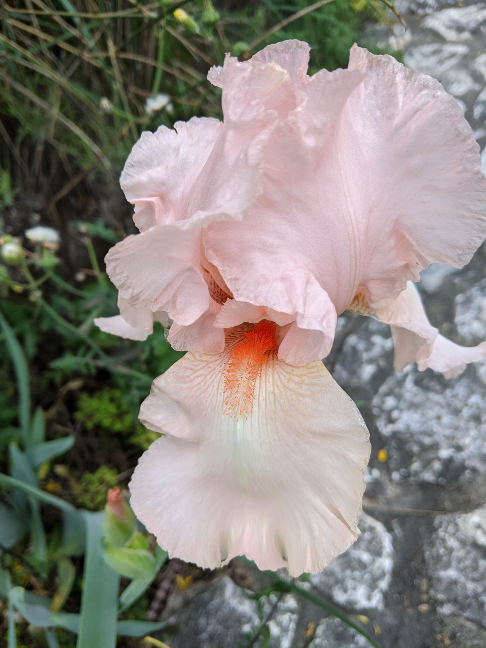 Google Pixel 3a sample photo. Iris, flower, spring photography