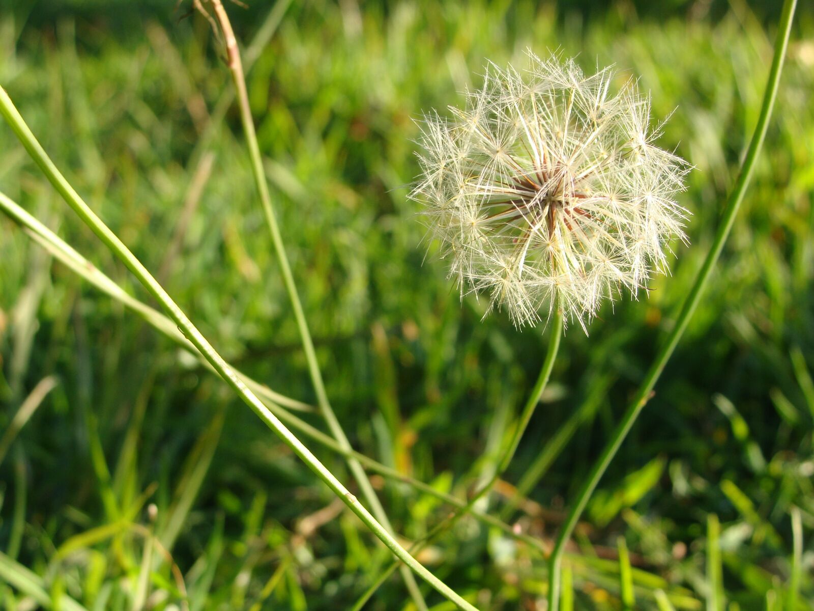 Sony Cyber-shot DSC-H10 sample photo. Wish, flower dandelion, seed photography