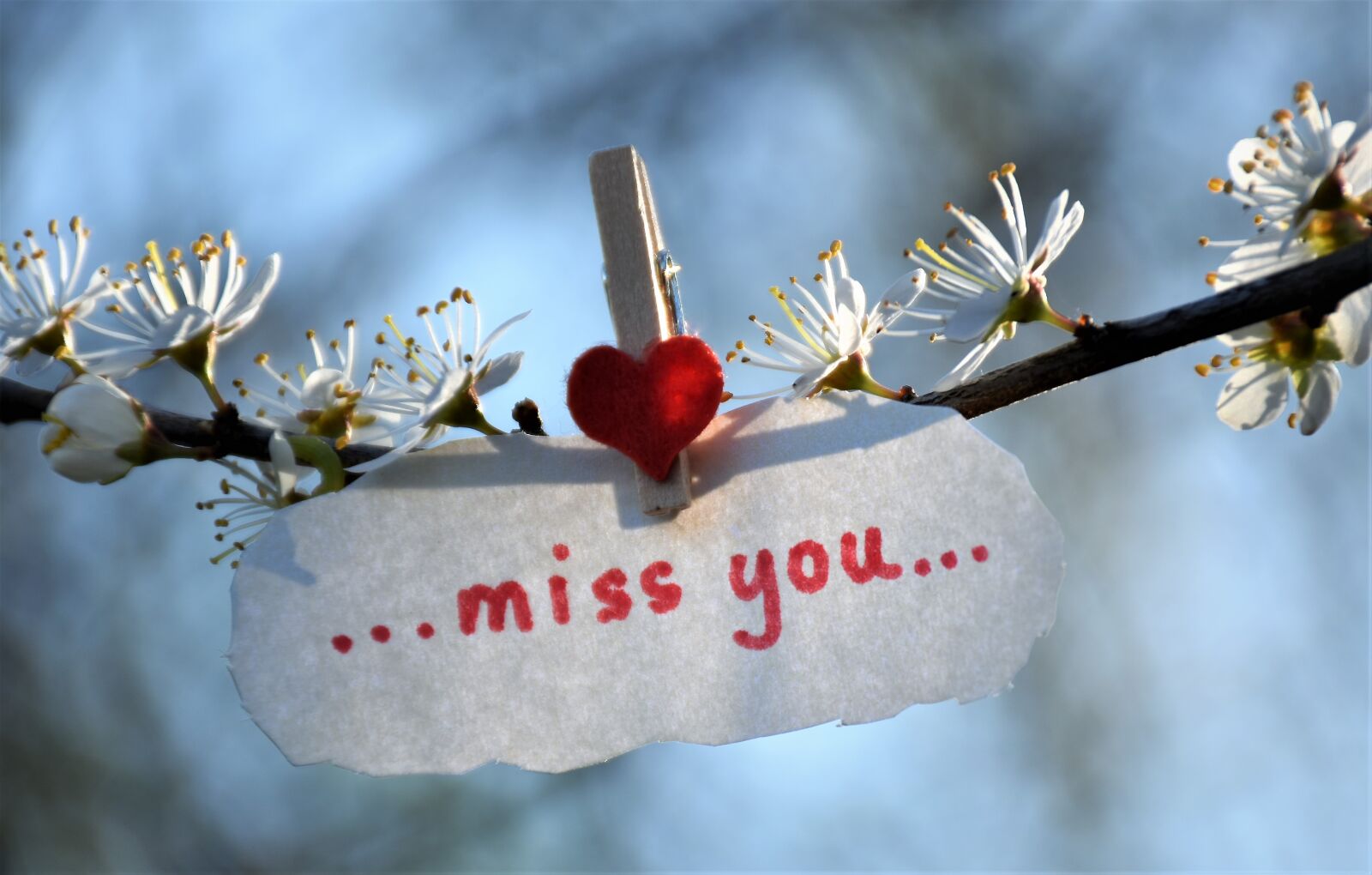 Nikon D5600 sample photo. Message, lost love, red photography