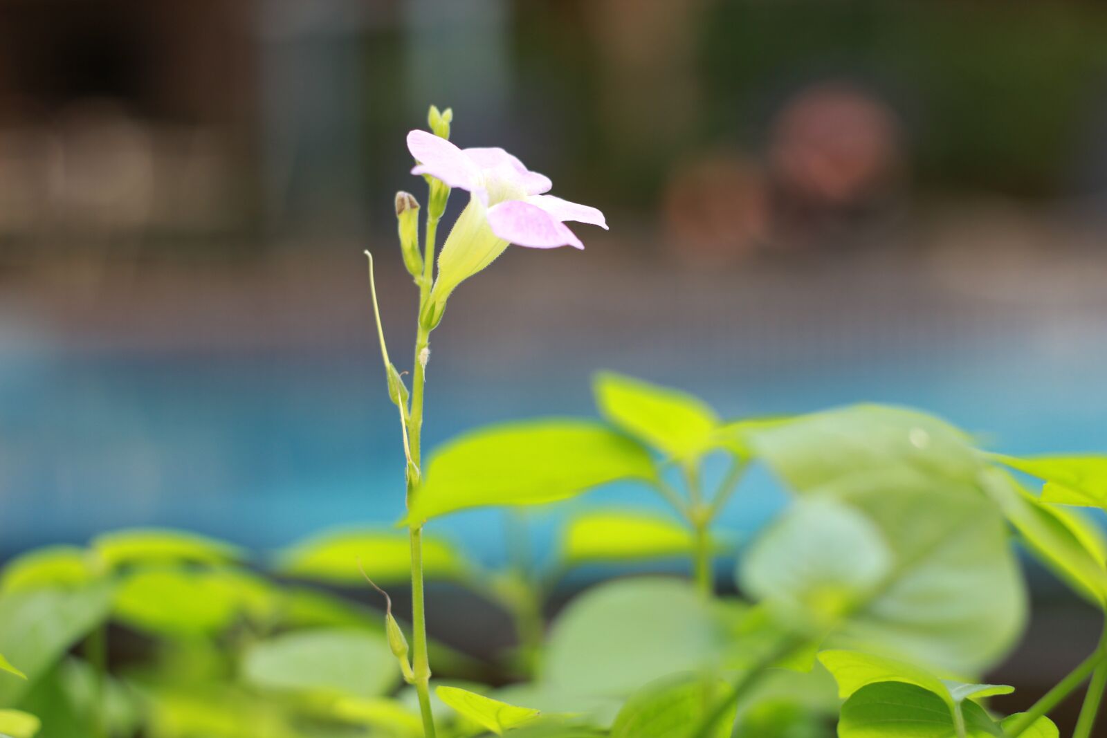 Canon EOS 600D (Rebel EOS T3i / EOS Kiss X5) + Canon EF 50mm F1.8 STM sample photo. Flower, tree, spring photography