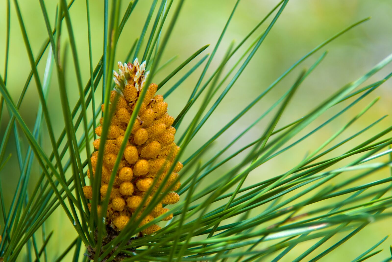 Nikon D80 sample photo. Naturaleza, piña, pino photography