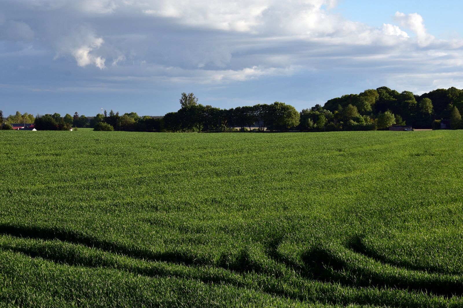 Nikon D3400 sample photo. Field, the cultivation of photography