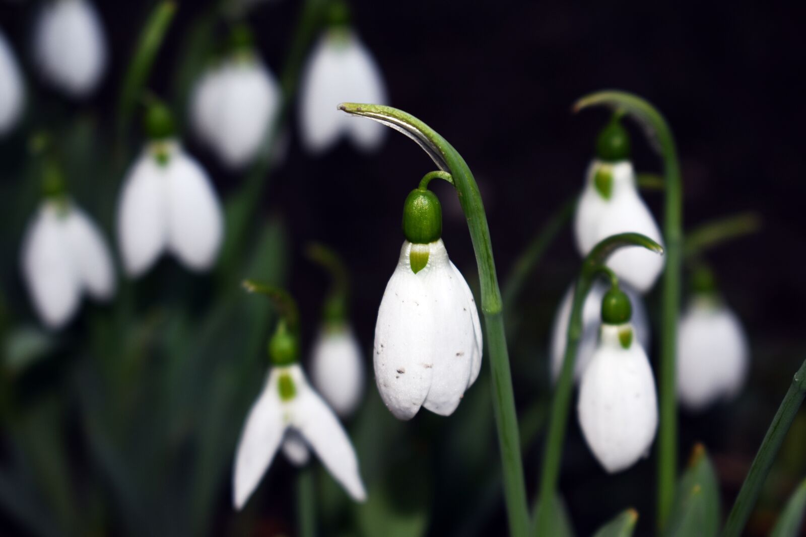 Nikon D3400 sample photo. Snowdrop, plant, white photography