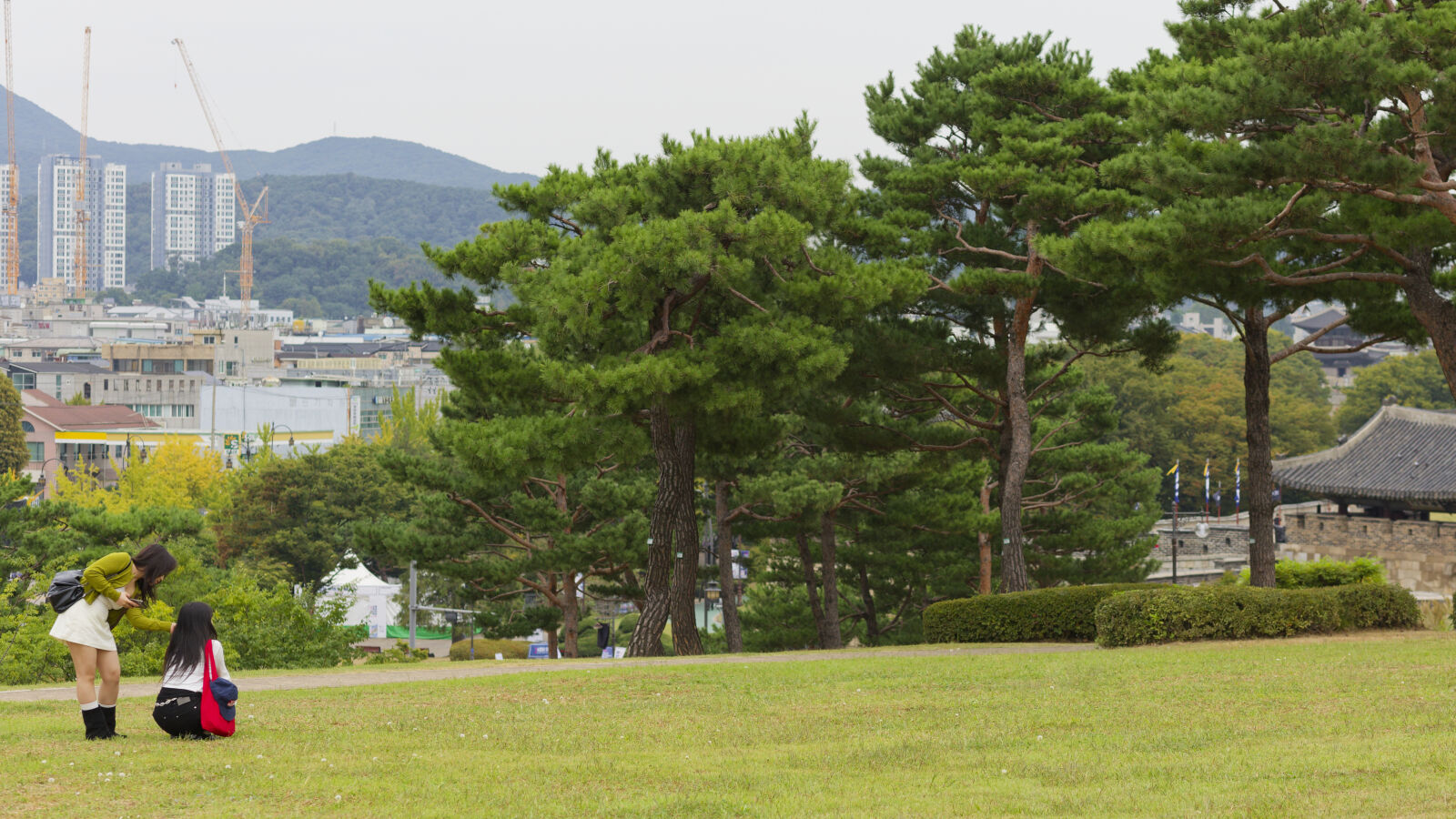 Canon EF 85mm F1.8 USM sample photo. Grass around suwon hwaseong photography