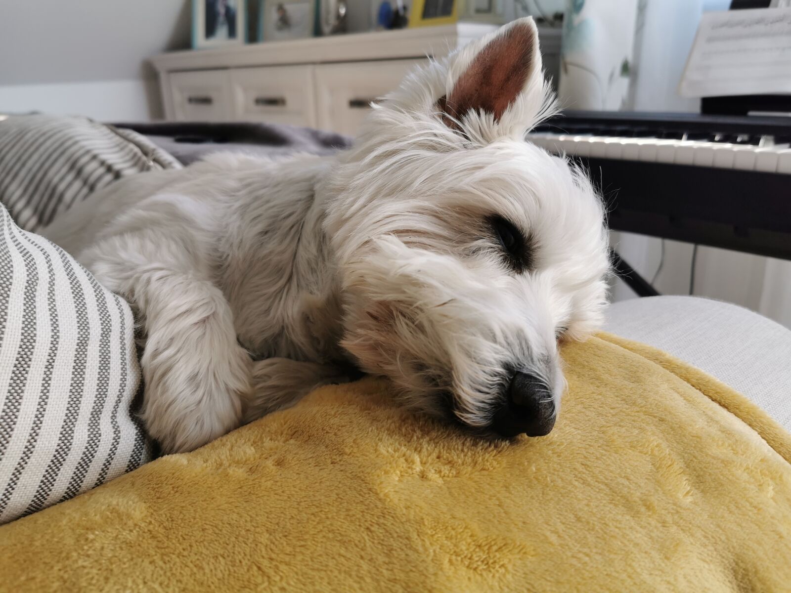 HUAWEI P30 Pro sample photo. Dog, animals photography