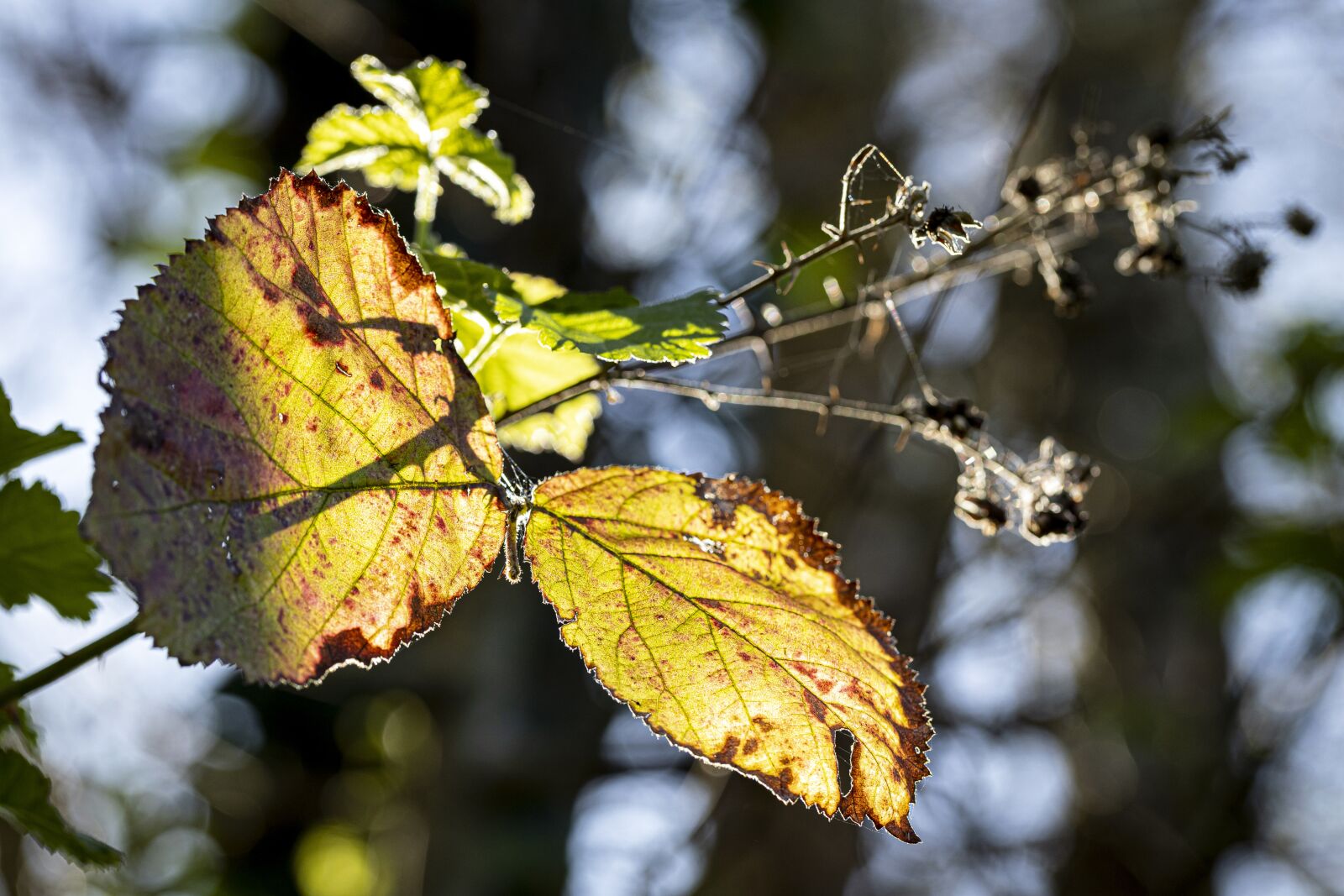 Canon EOS R sample photo. Nature, leaf, plants photography