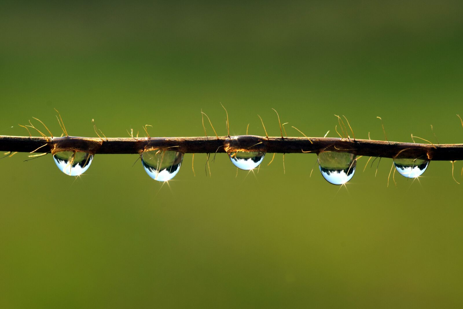 Nikon D3300 sample photo. Drip, mirroring, water photography