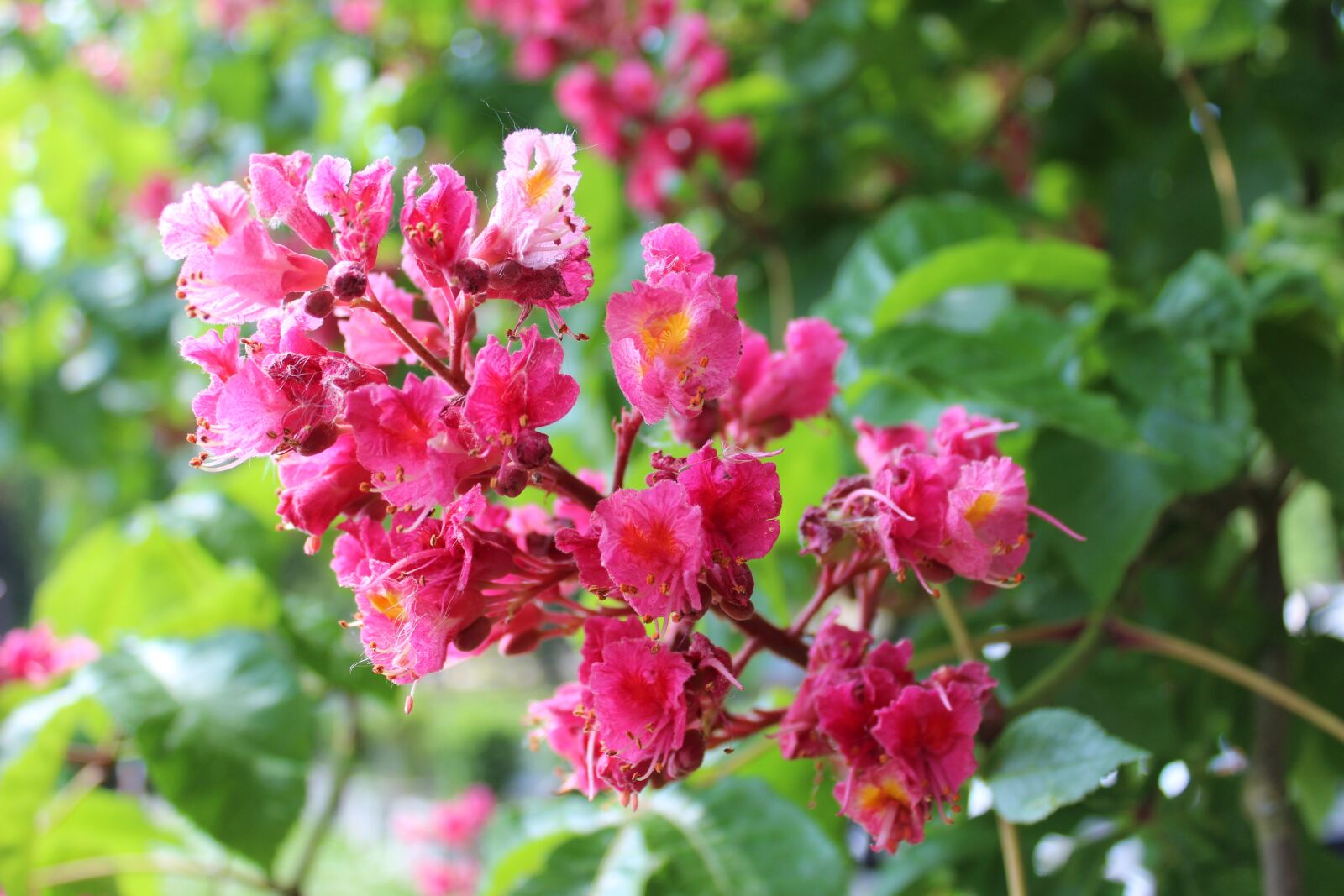 Canon EOS 1300D (EOS Rebel T6 / EOS Kiss X80) sample photo. Chestnut blossom, flower, chestnut photography