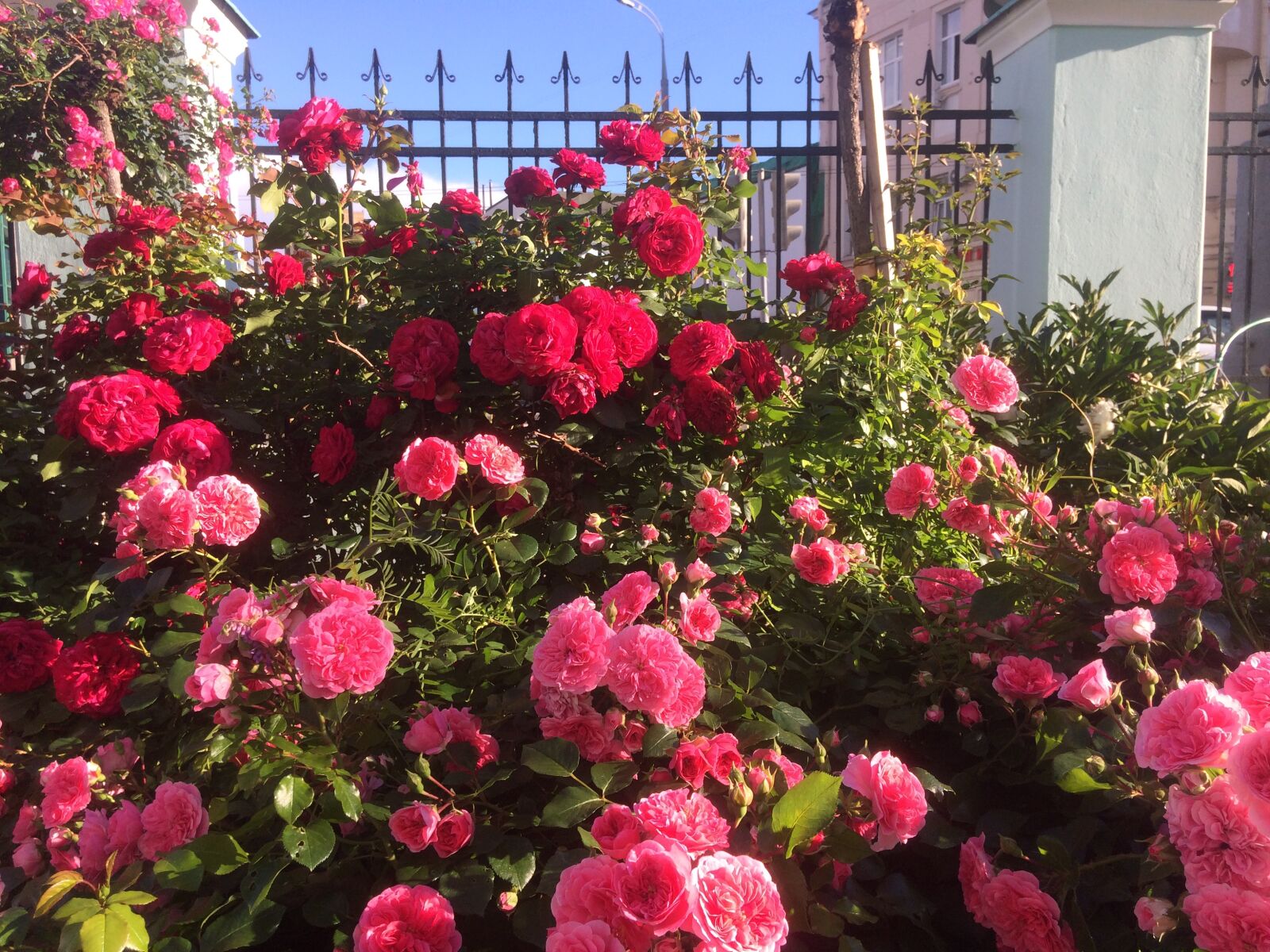 iPhone 5s back camera 4.15mm f/2.2 sample photo. Rose, fence, romantic photography