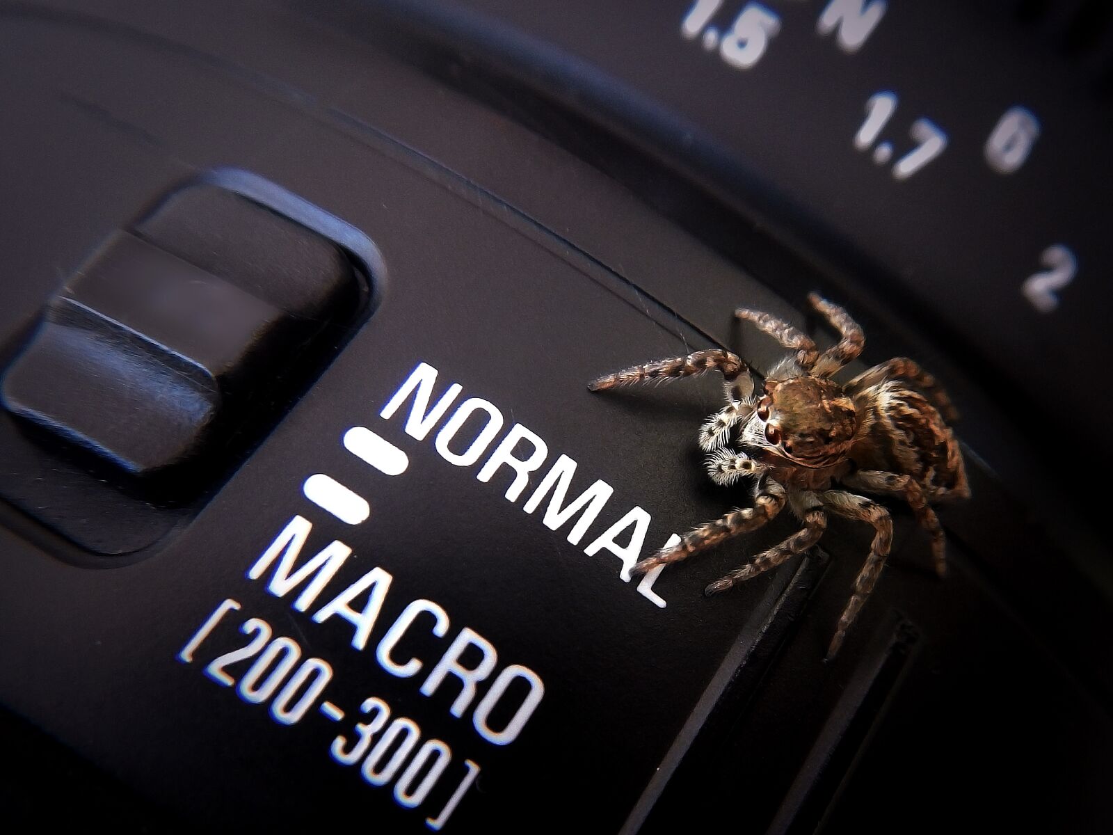 Nikon Coolpix AW110 sample photo. Spider, macro photography, macro photography