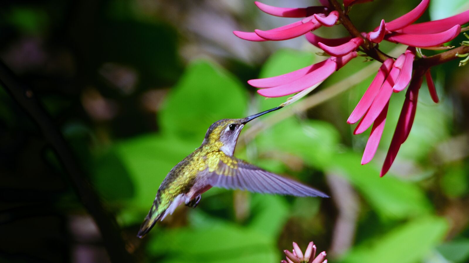 Nikon D7200 sample photo. Hummingbird, green, jewel photography