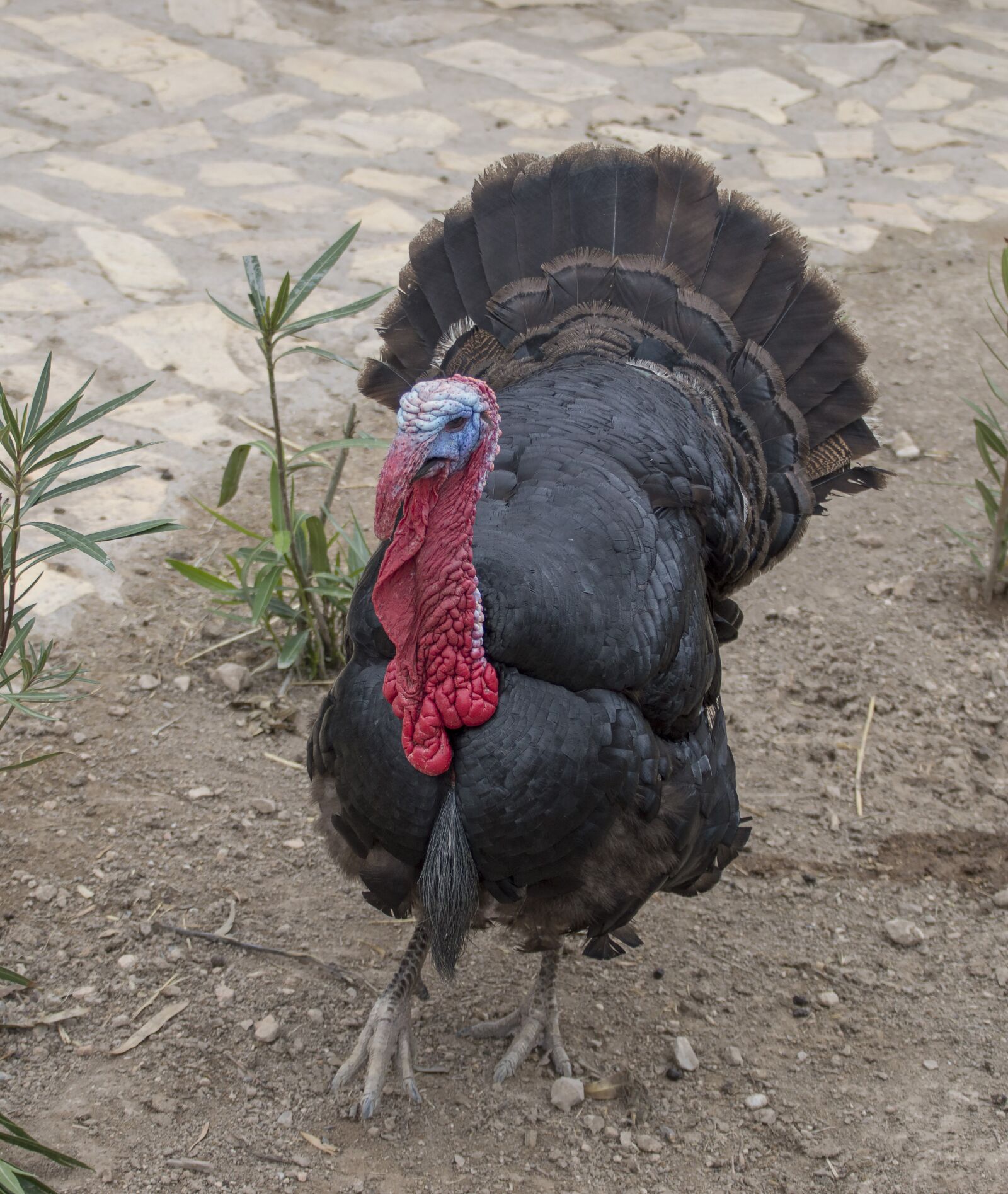 Nikon D3200 sample photo. Bird, feather, animal photography