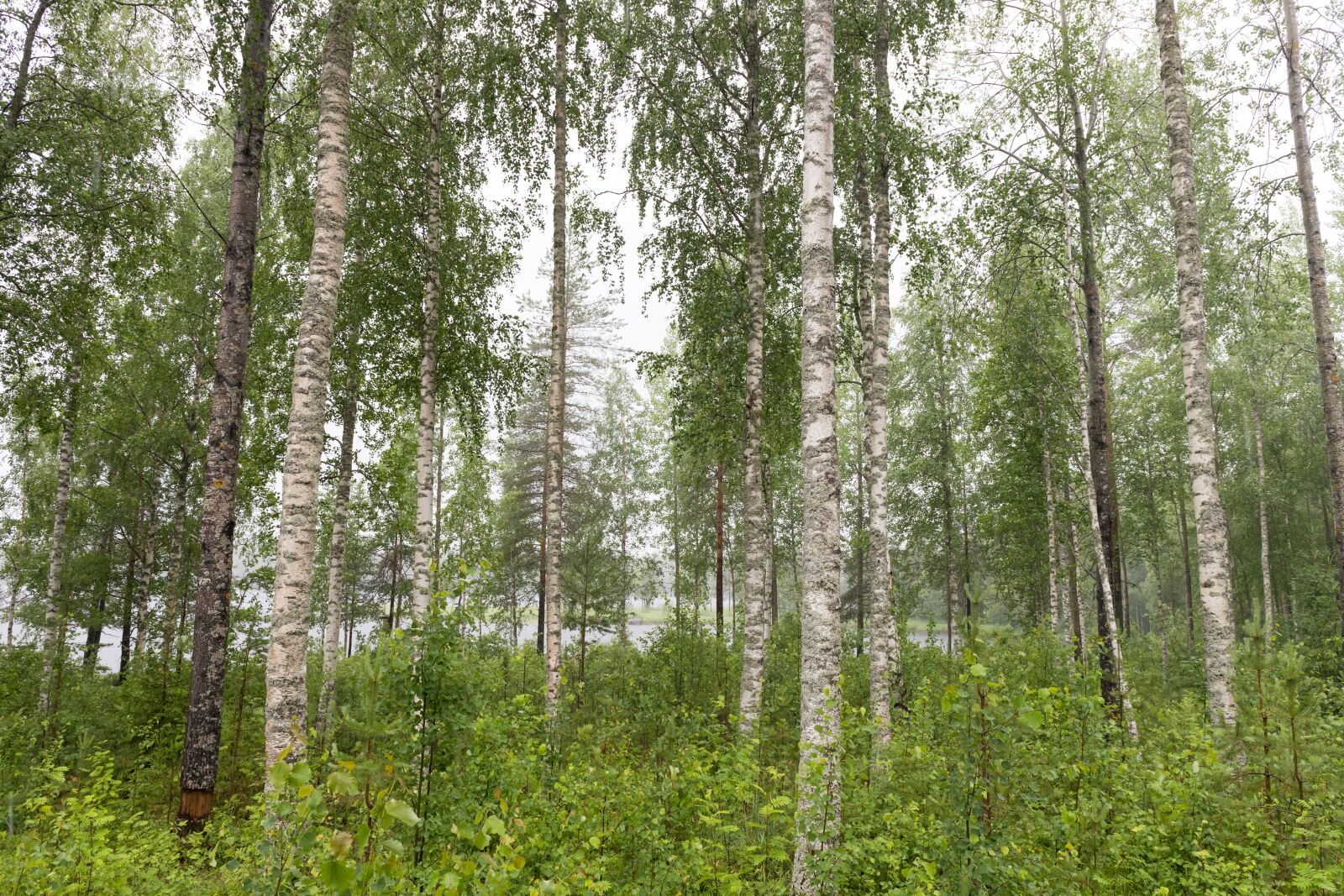 Canon EOS 6D Mark II + Canon EF 24-70mm F4L IS USM sample photo. Birch, finland, summer photography