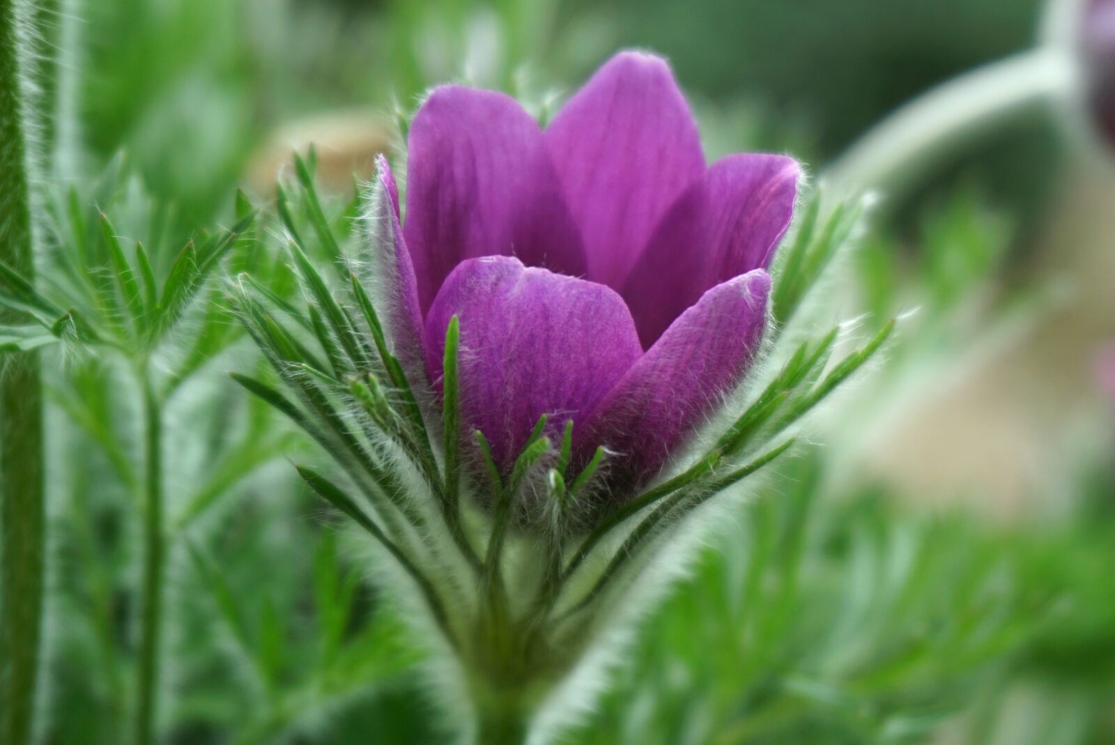 Sony a6000 sample photo. Sasanki, flowers, garden photography