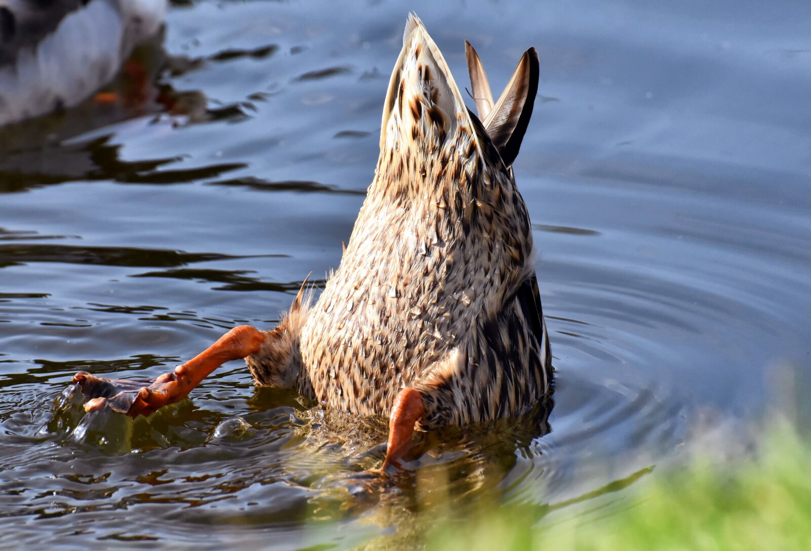 Nikon D7200 sample photo. Mallard, cute, nature photography