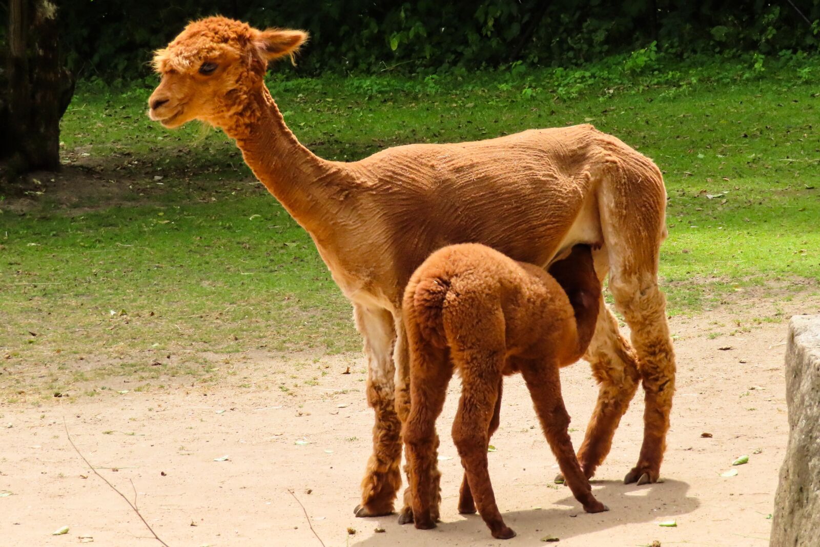 Canon PowerShot SX740 HS sample photo. Animal world, alpaca, livestock photography