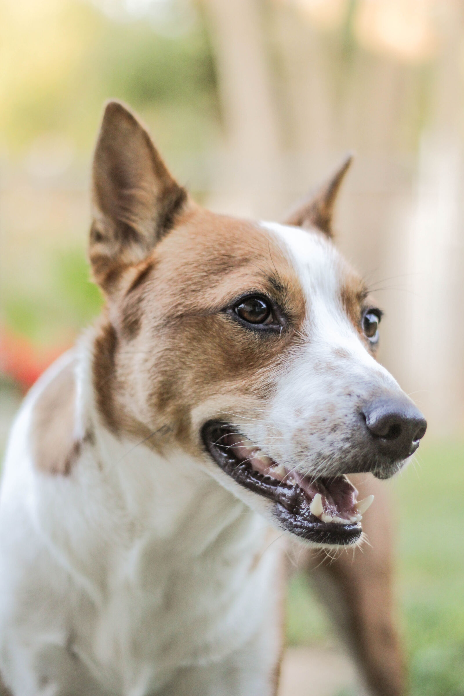 Canon EOS 60D + Canon EF 50mm F1.8 II sample photo. White, and, brown, dog photography