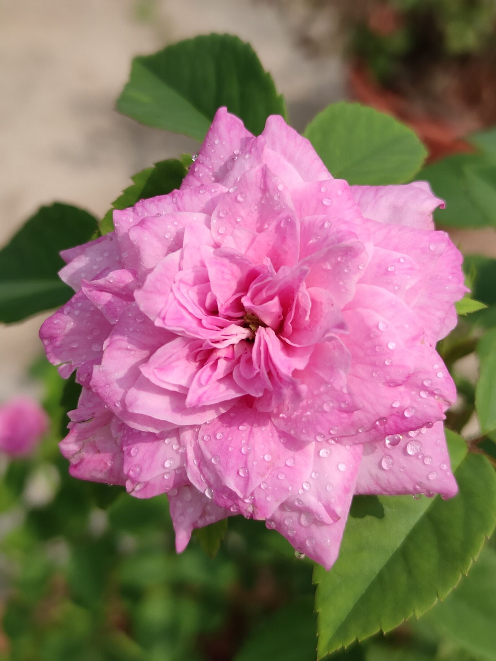 Xiaomi Redmi Note 7 Pro sample photo. Rose, rose flower, pink photography
