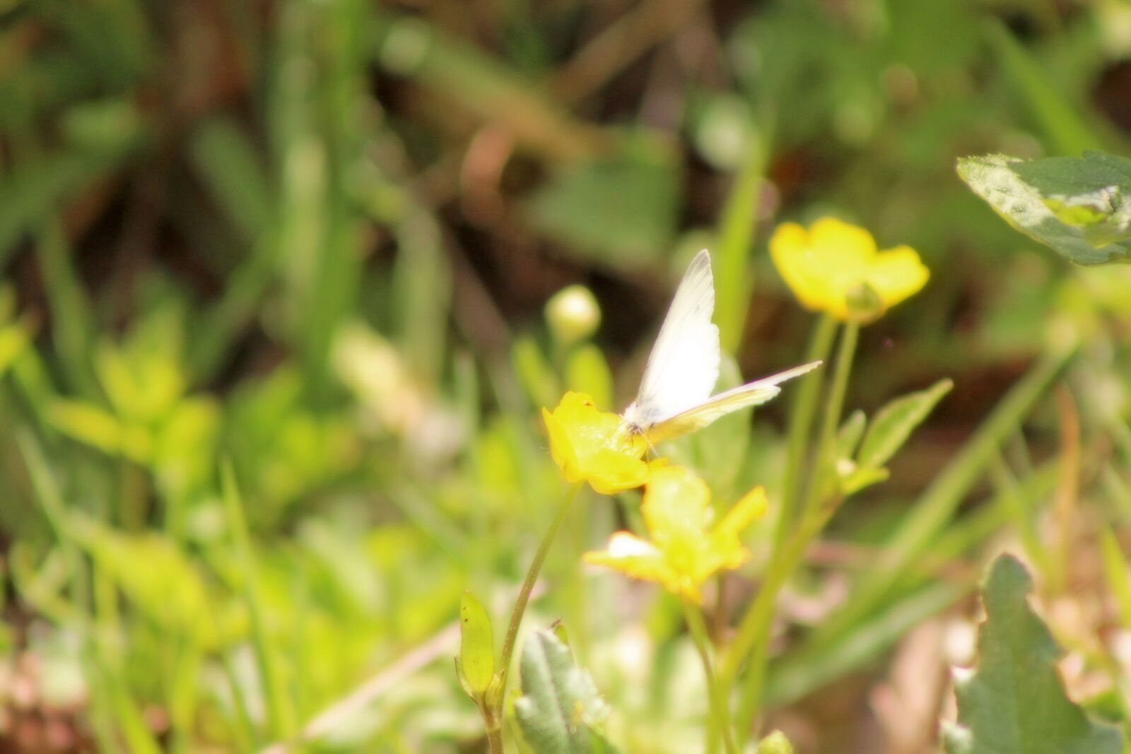 Canon EF75-300mm f/4-5.6 sample photo. Magic, plant, green photography