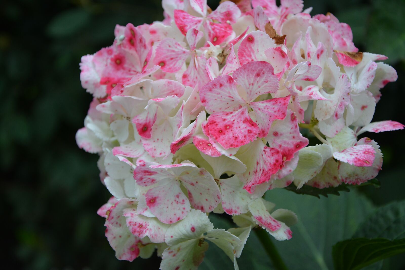 Nikon D5200 sample photo. Hydrangea, white pink, plant photography