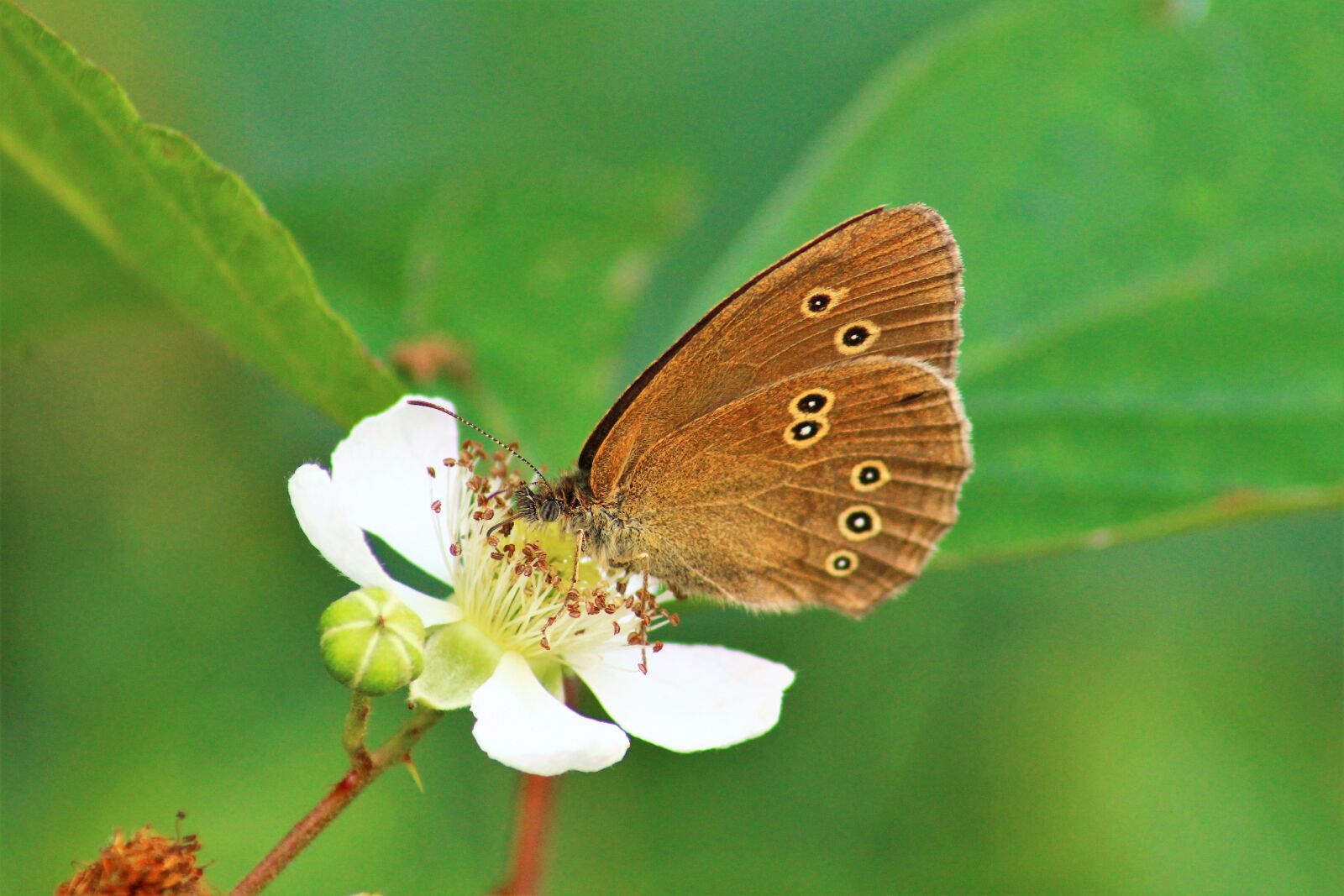 Canon EOS 1200D (EOS Rebel T5 / EOS Kiss X70 / EOS Hi) sample photo. Butterfly, nature, summer photography