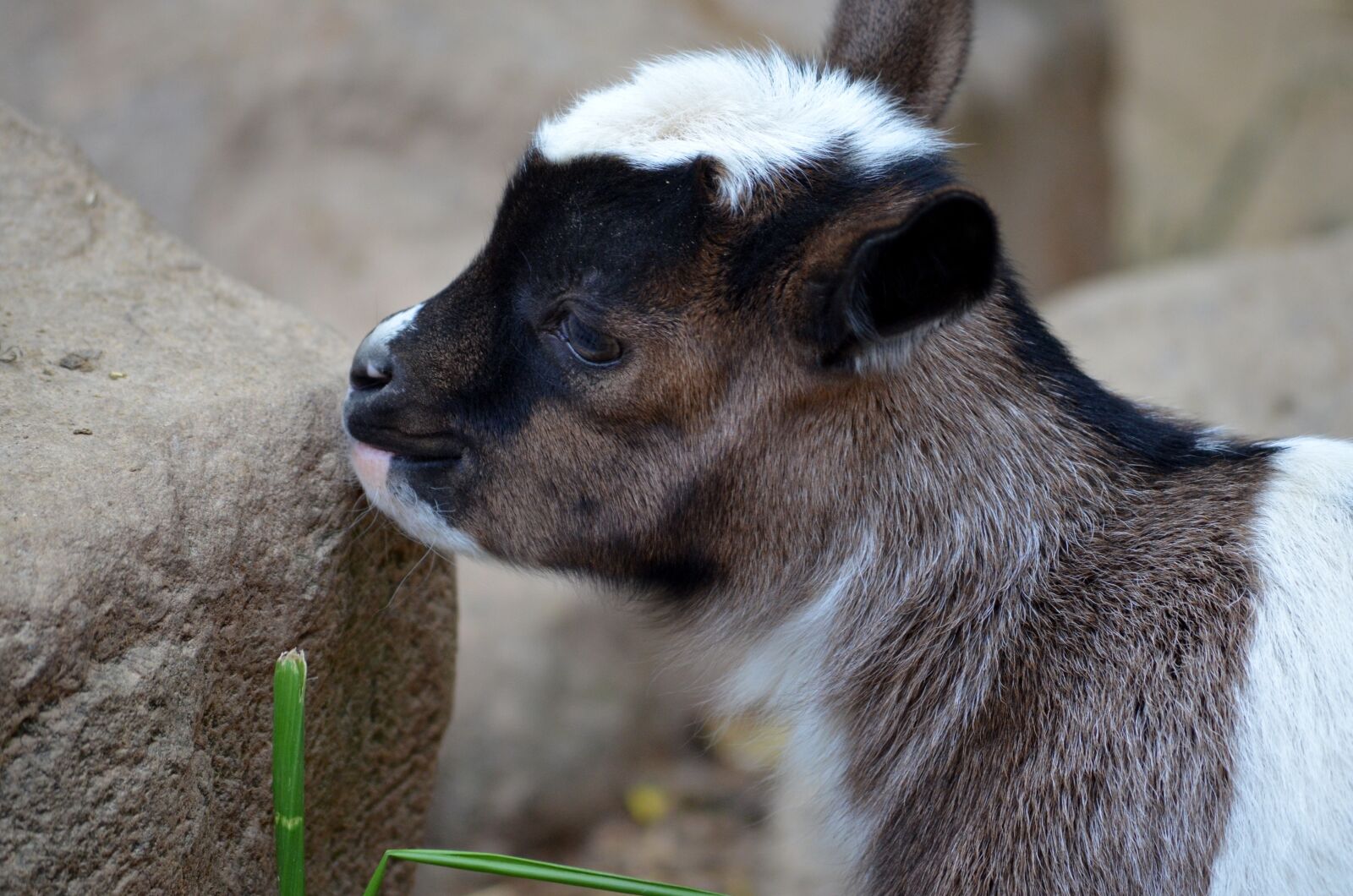 Nikon D5100 sample photo. Goat, kitz, young animal photography