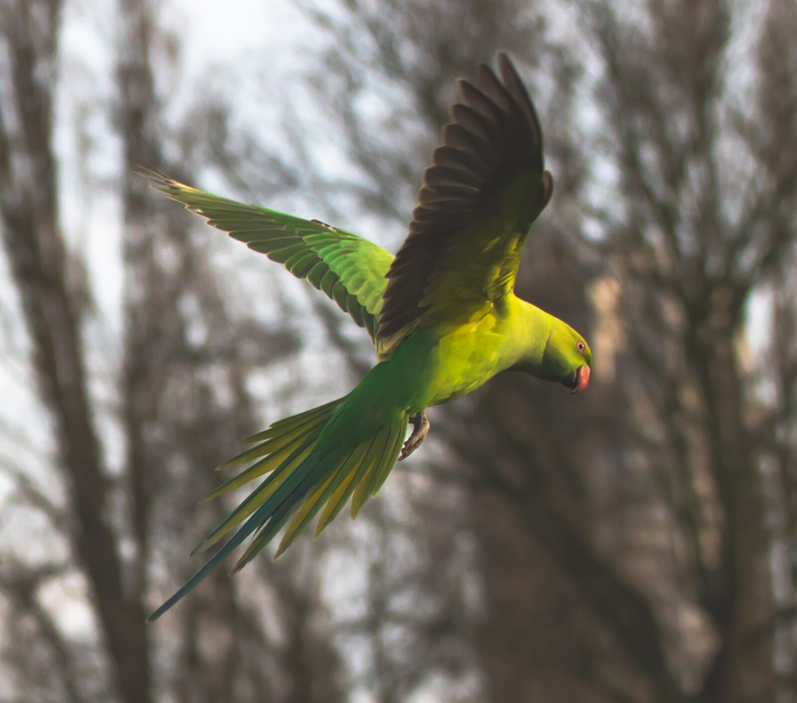 Canon EOS 7D Mark II + Canon EF 70-200mm F4L USM sample photo. Ring-necked parakeet in flight photography