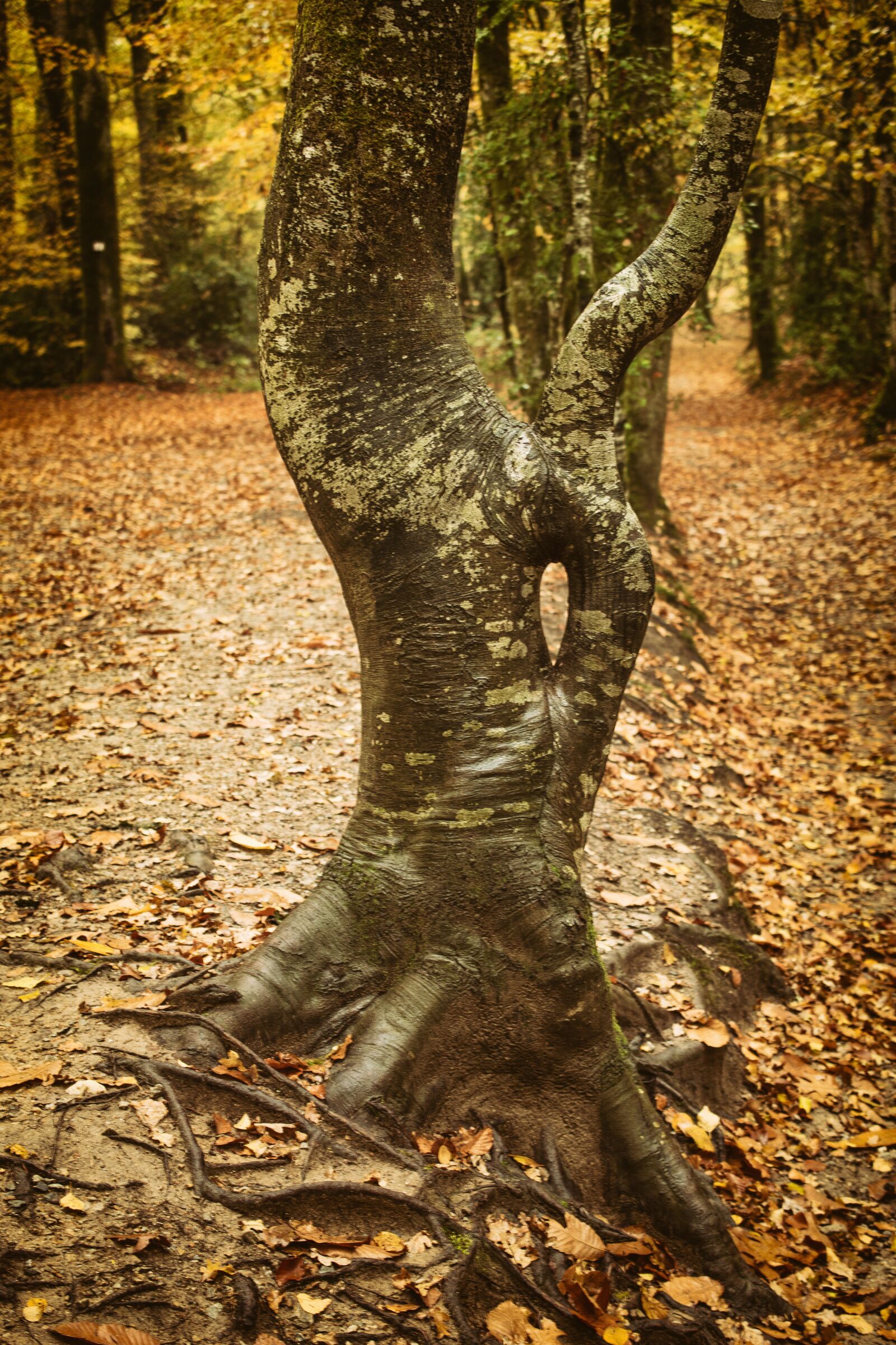 Nikon D5600 sample photo. Tree, forest, nature photography