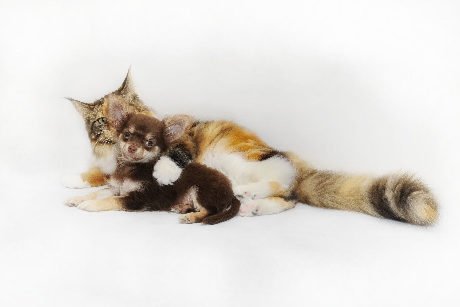 Nikon D700 sample photo. Chihuahua, cat and dog photography