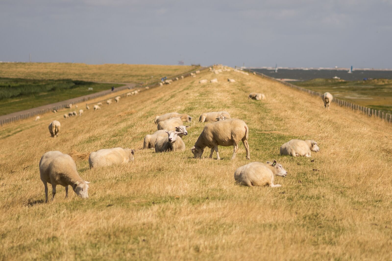 Sony a7 sample photo. Sheeps, dike, sky photography