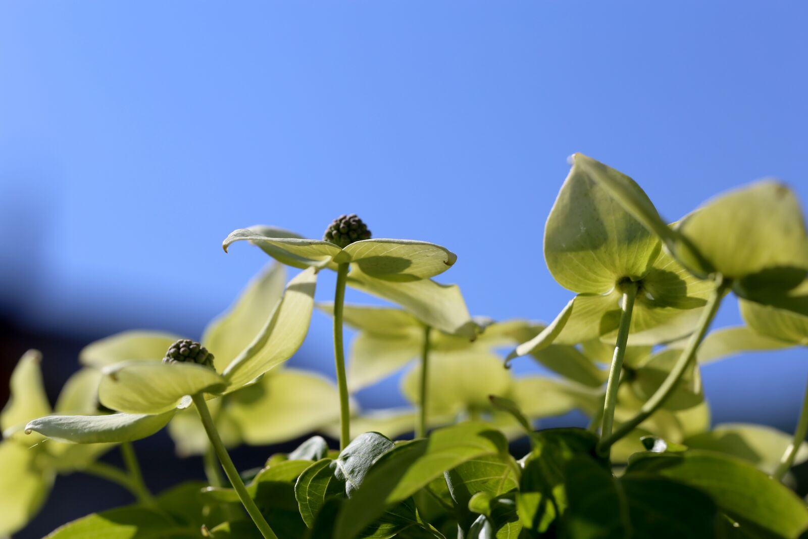 Canon EF 100mm F2.8L Macro IS USM sample photo. Flowers, cornus, garden photography