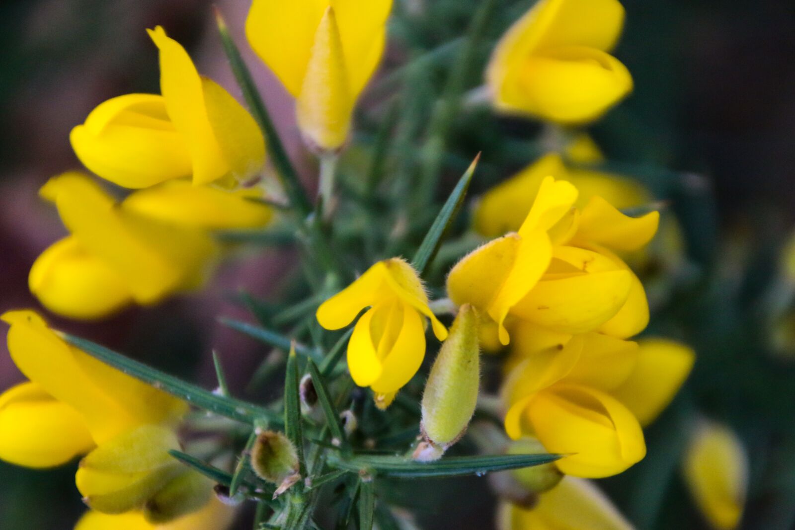 Canon EOS 70D sample photo. Gorse, yellow, nature photography