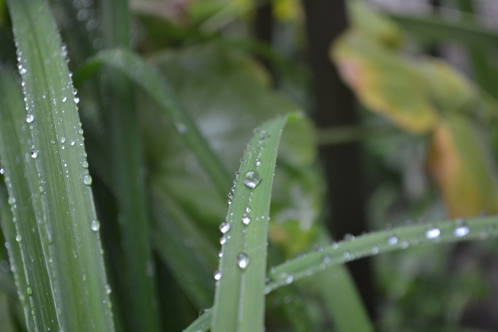 Nikon D3100 sample photo. Natural, water, green photography