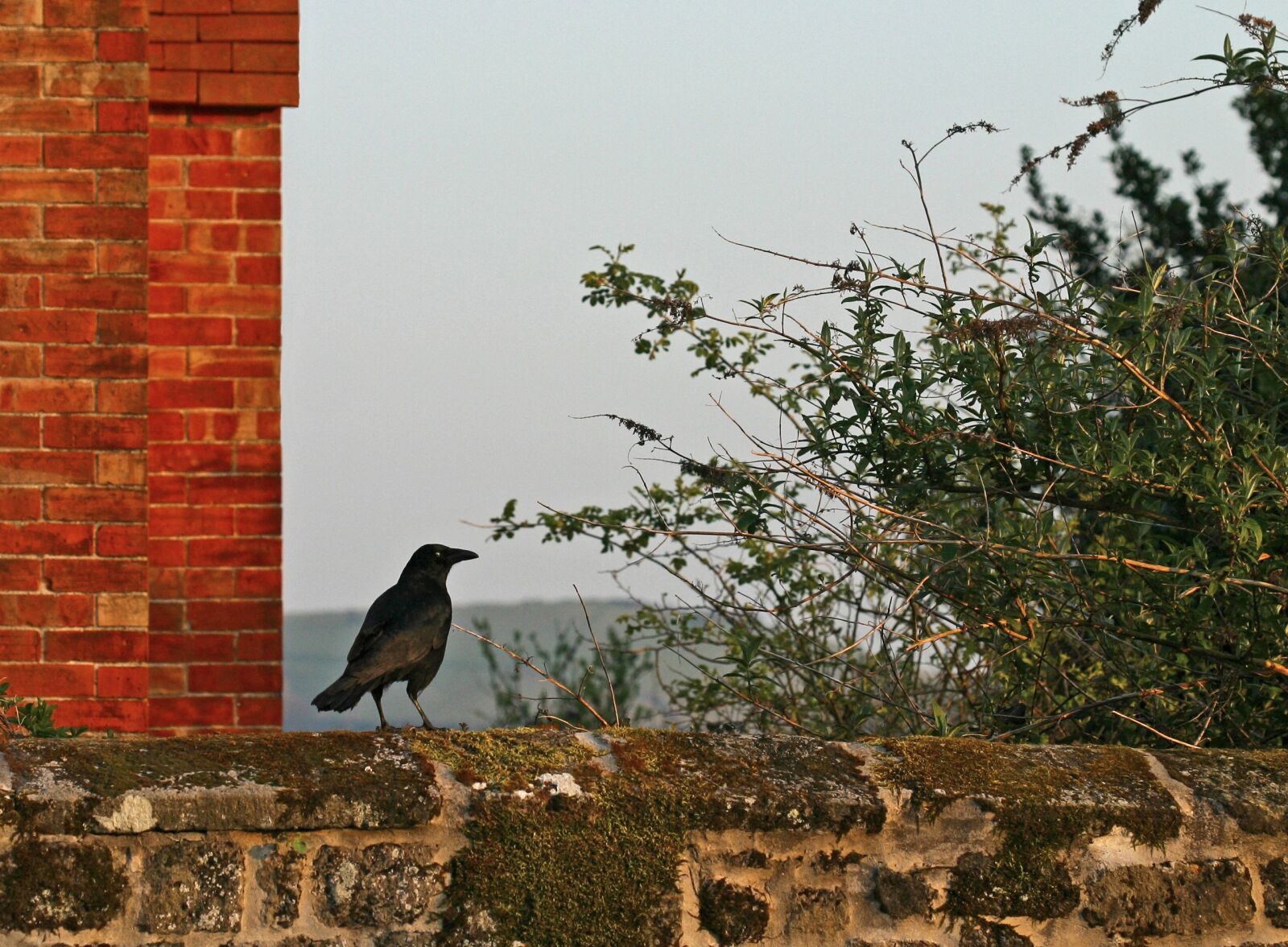 Canon EOS D60 sample photo. Crow, wall, bird photography