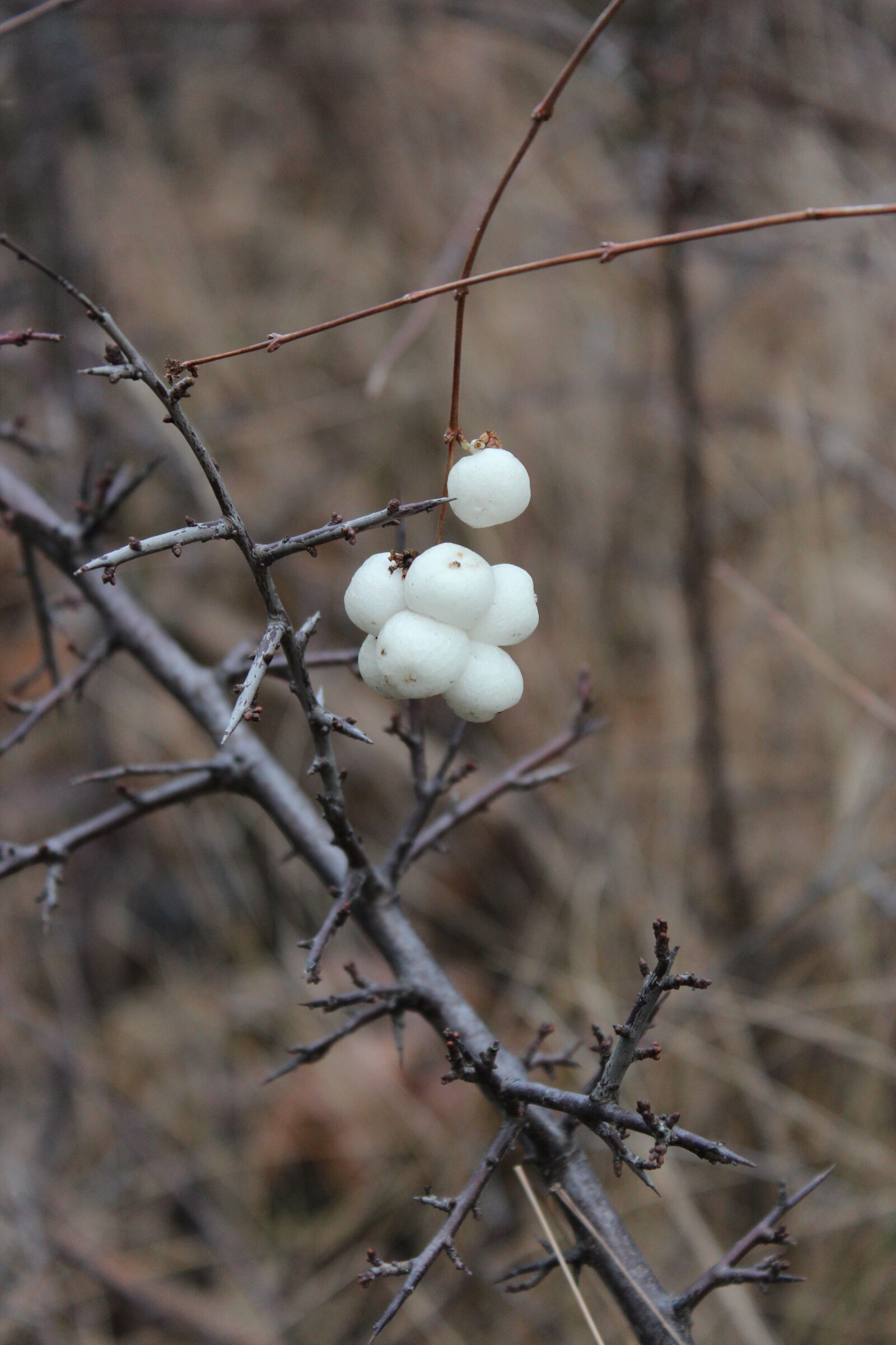 Canon EOS 600D (Rebel EOS T3i / EOS Kiss X5) sample photo. Outdoors, snow-berries, nature photography