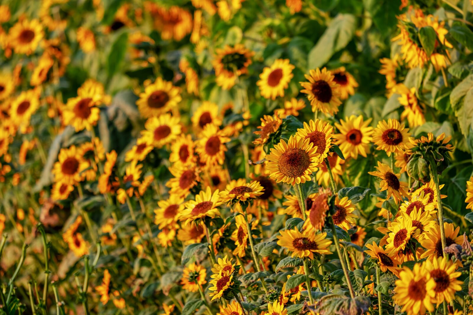 Fujifilm XF 55-200mm F3.5-4.8 R LM OIS sample photo. Sunflower, helianthus, flowers photography