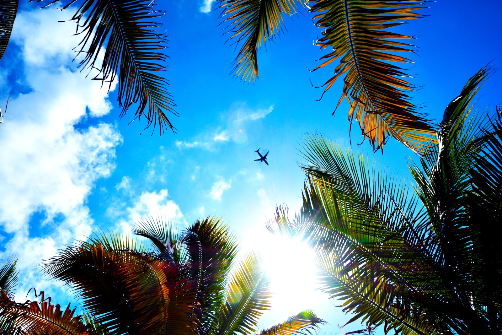 Nikon D7100 sample photo. Palms, sky, plane photography