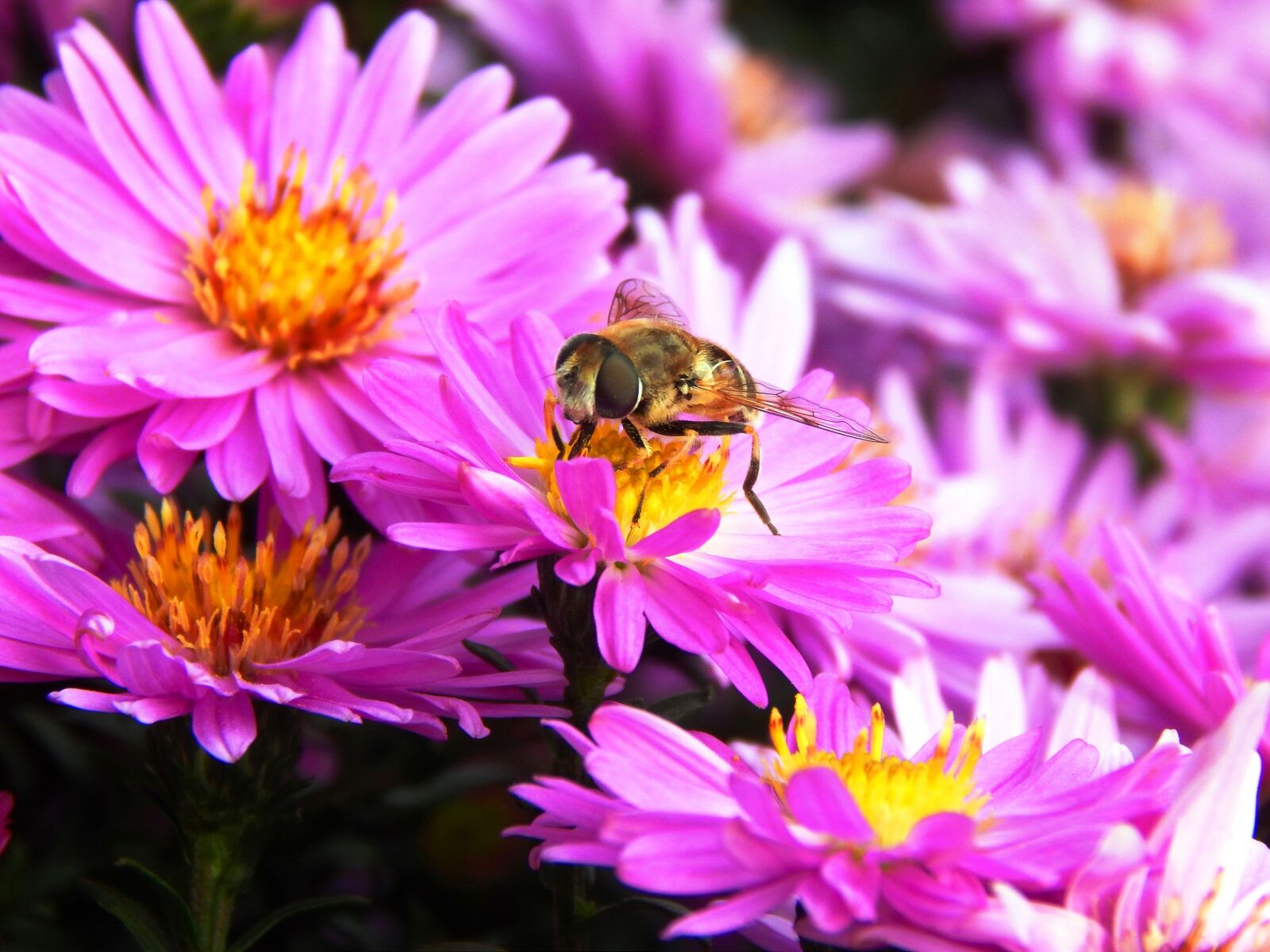 Nikon Coolpix L820 sample photo. Bee, flower, insect photography
