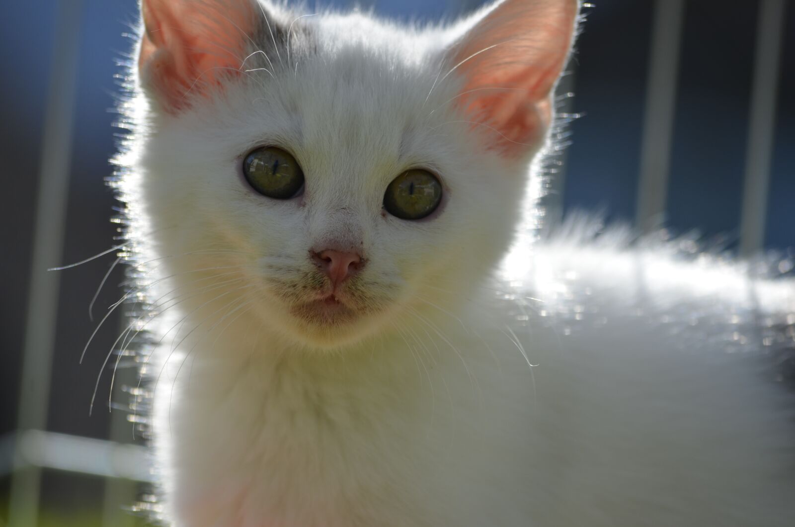 Nikon D5100 sample photo. White, cat, kitten photography
