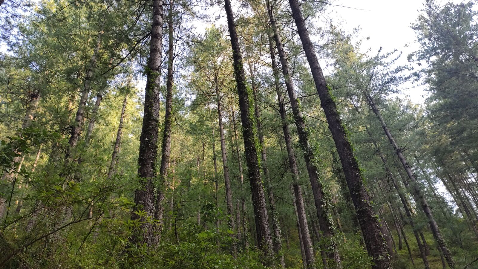 Xiaomi Redmi K20 sample photo. Trees, pine, hill trees photography