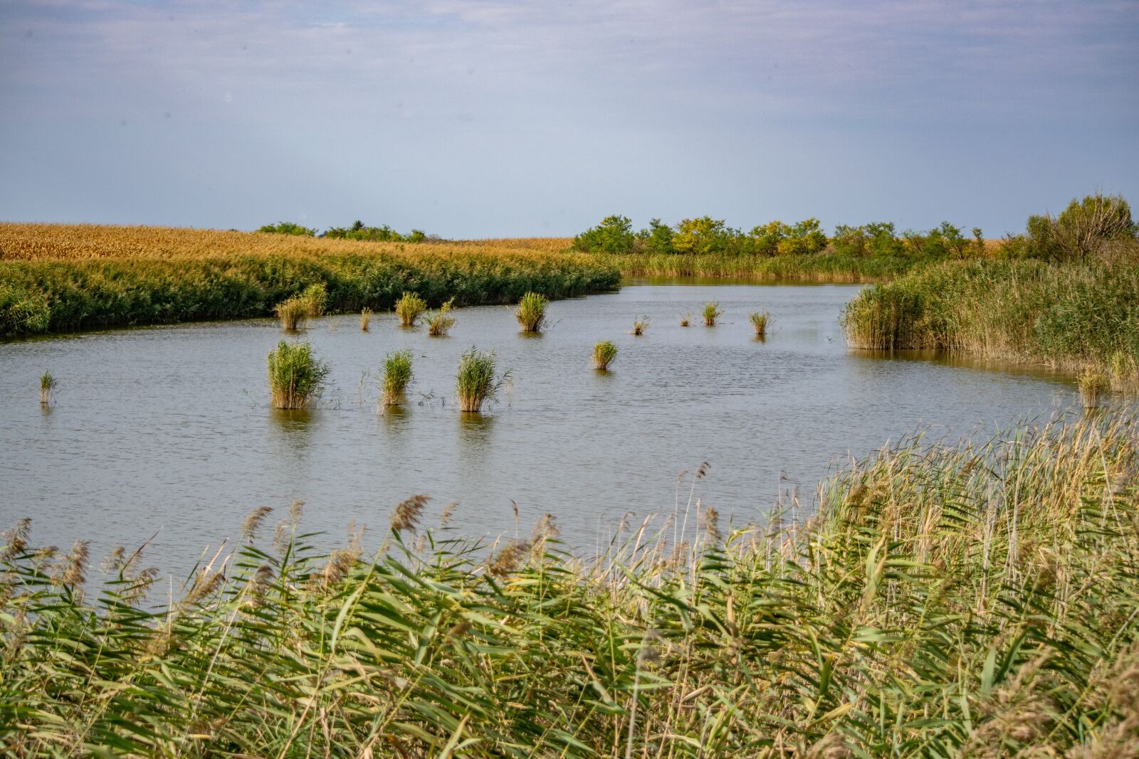 Nikon D3300 sample photo. Water, reed, river photography