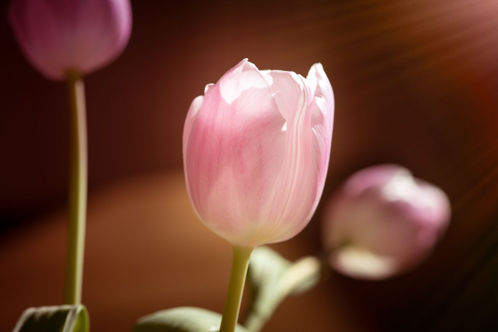 Nikon D750 sample photo. Tulip, flower, pink photography
