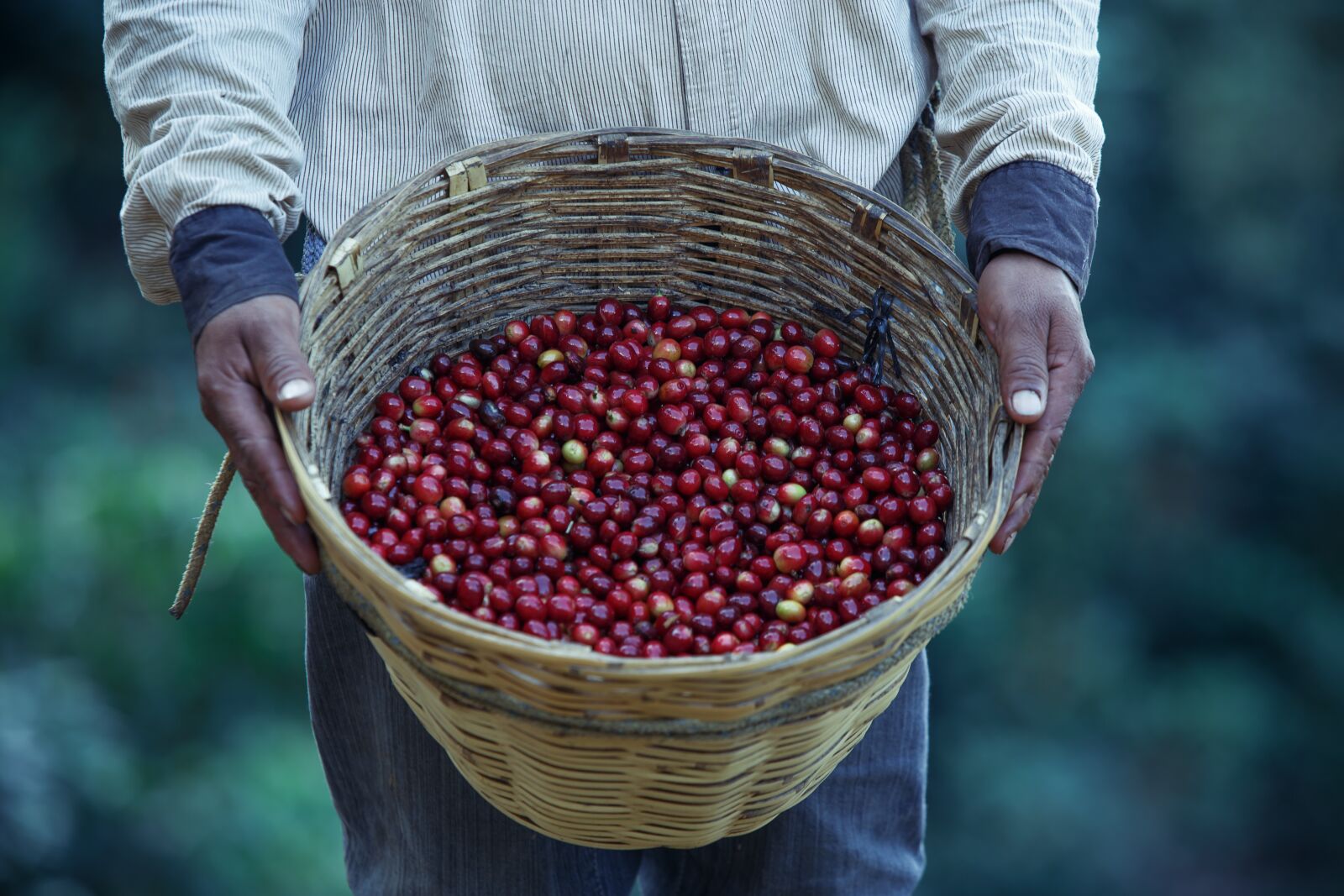 Canon EF 70-200mm F2.8L USM sample photo. Coffe, work, field photography