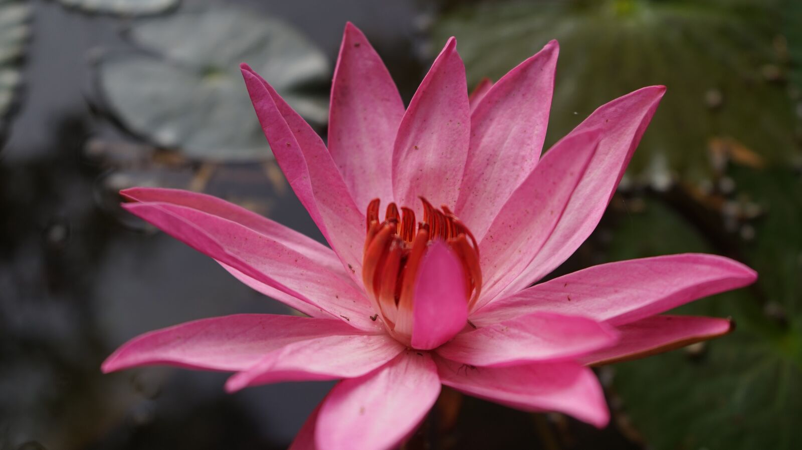 Sony a7 sample photo. Lotus, flower, pink photography