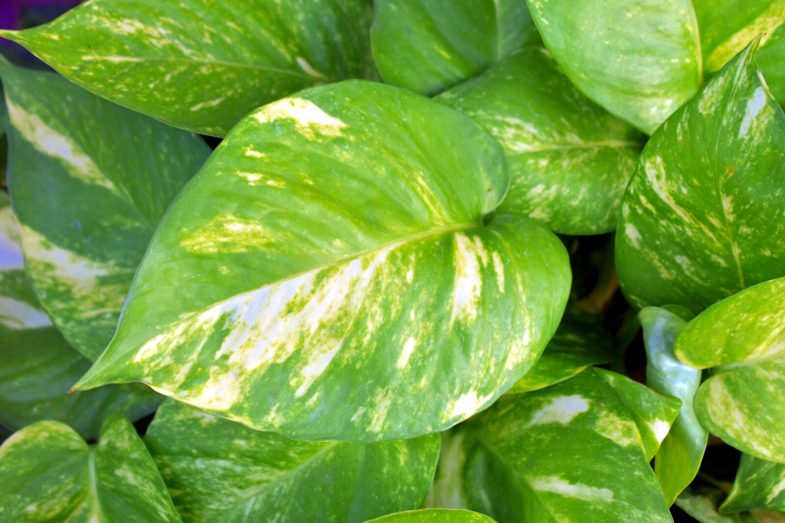 Nikon D5600 sample photo. Money plant, golden pothos photography
