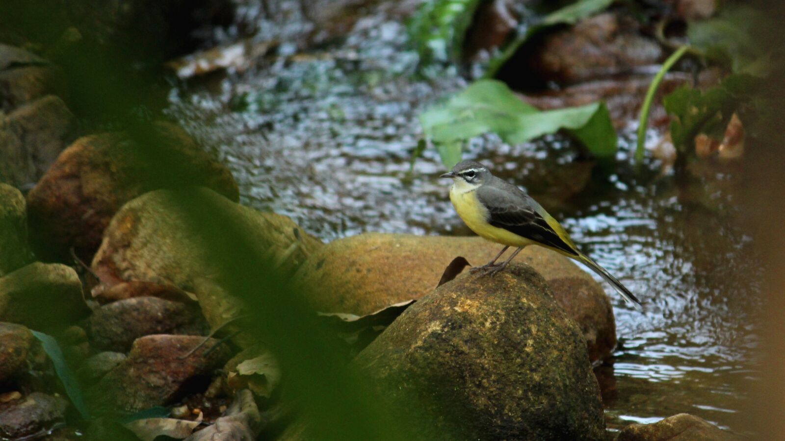 Canon EOS 1300D (EOS Rebel T6 / EOS Kiss X80) sample photo. Bird, avian, sitting photography