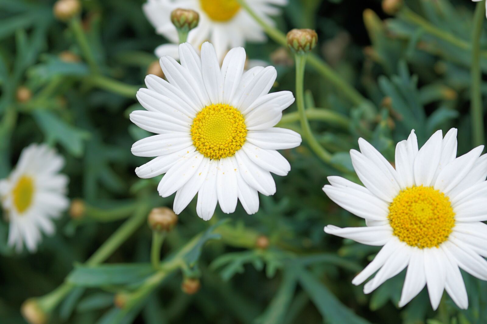 Sony a6000 + E 60mm F2.8 sample photo. Daisies, flower, blossom photography