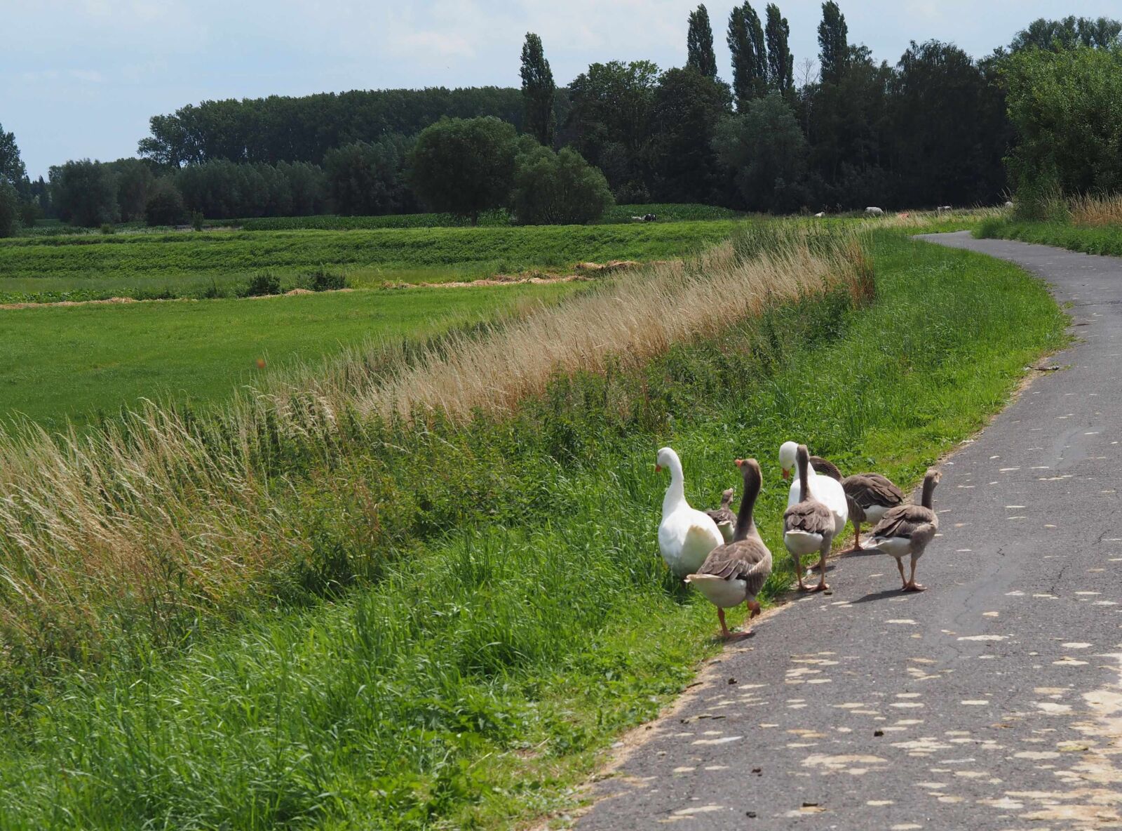 Olympus OM-D E-M10 sample photo. Geese, nature, countryside photography